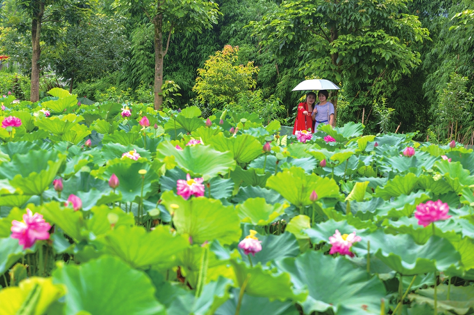 　　近日，在寶頂鎮(zhèn)慈航村荷花山莊風(fēng)景區(qū)內(nèi)，游客們正在游玩。近段時(shí)間荷花山莊內(nèi)各種荷花、睡蓮爭相綻放，吸引了眾多游客前來觀賞游玩。
　　記者瞿波攝
