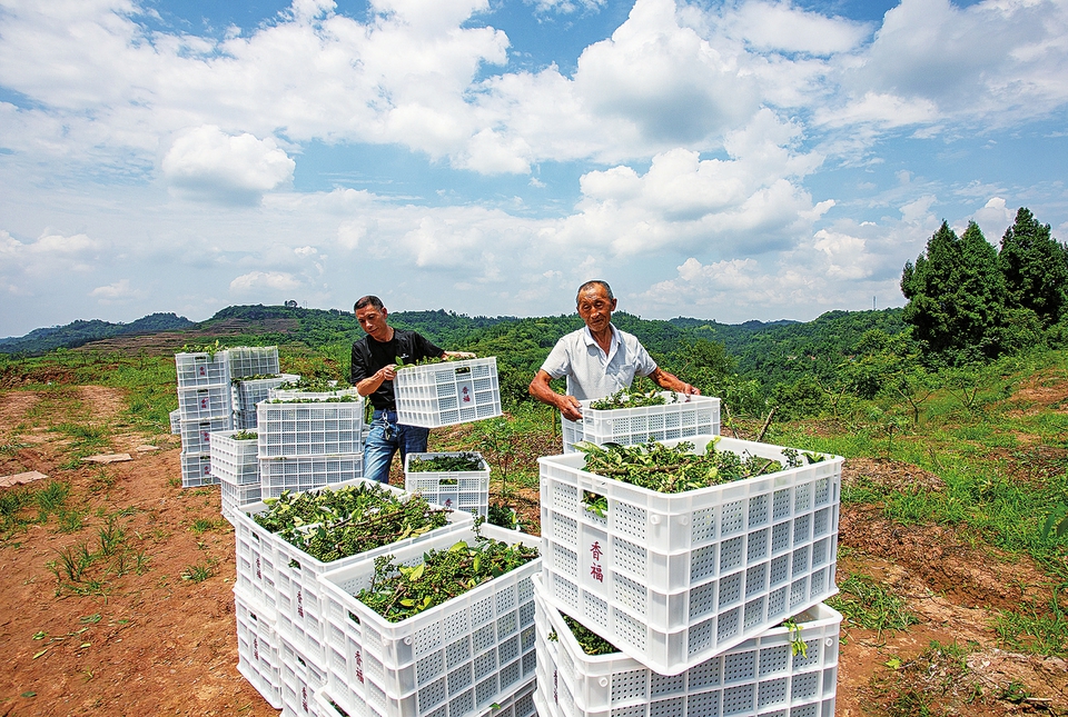 　　寶頂鎮(zhèn)鐵馬村的花椒今年豐收了。近日，當(dāng)?shù)亟忿r(nóng)正將剛采摘下的新鮮花椒運(yùn)至烘房，村民們通過在花椒基地打工，每年人均可收入6000元。近年來，該鎮(zhèn)大力發(fā)展花椒產(chǎn)業(yè)，目前全鎮(zhèn)已發(fā)展花椒近萬畝。
　　記者瞿波王尚英攝
