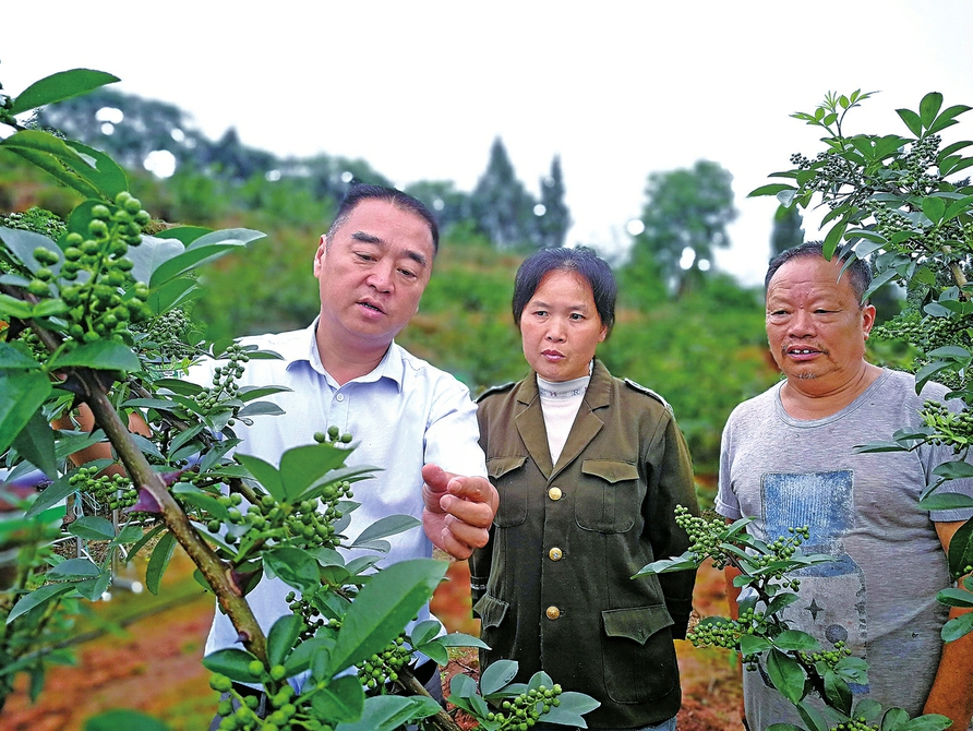 講解花椒種植技術(shù)