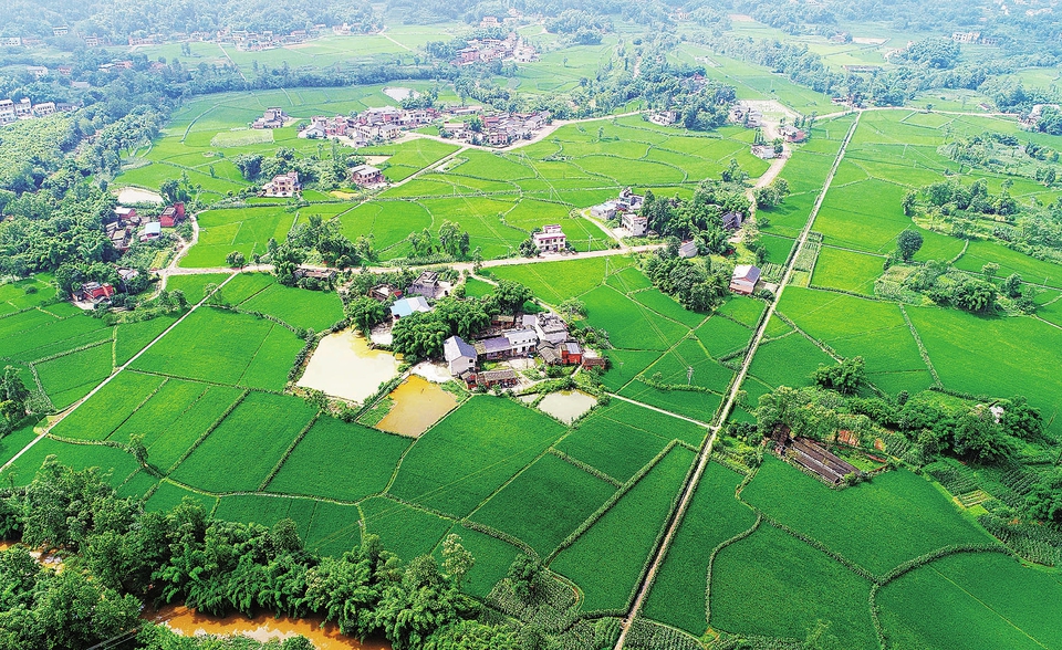 　　昨日，航拍下的拾萬(wàn)鎮(zhèn)長(zhǎng)虹村田成方、渠相通、路相連。當(dāng)前，我區(qū)全力推廣高標(biāo)準(zhǔn)農(nóng)田建設(shè)，已完成建設(shè)任務(wù)45.59萬(wàn)畝，力爭(zhēng)在2020年前建成“田地平整肥沃、水利設(shè)施配套、田間道路通暢、林網(wǎng)建設(shè)適宜、科技先進(jìn)適用、優(yōu)質(zhì)高產(chǎn)高效”的高標(biāo)準(zhǔn)農(nóng)田58萬(wàn)畝。
　　記者黃舒攝
