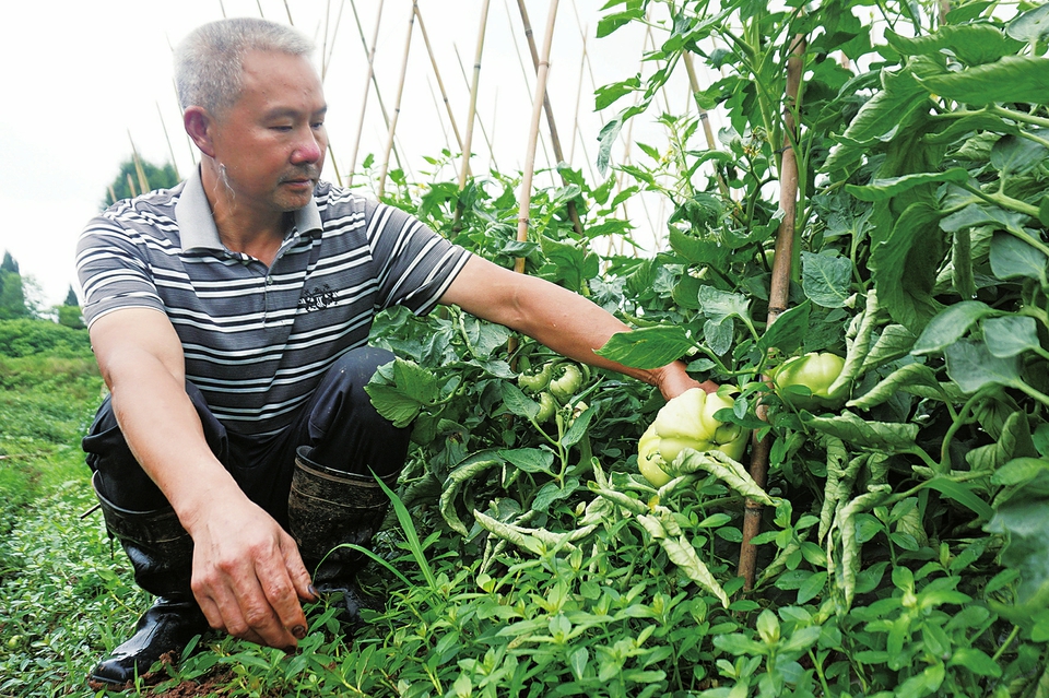 高明國察看西紅柿長勢