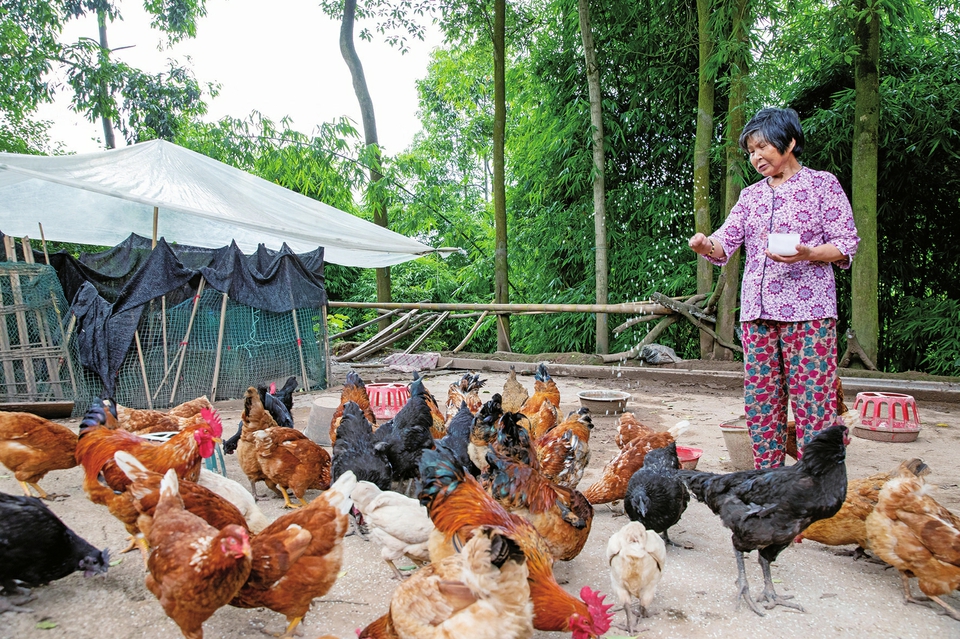 貧困戶養(yǎng)殖土雞
