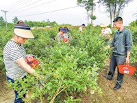 大足區(qū)龍石鎮(zhèn) 500畝藍(lán)莓進(jìn)入采摘期