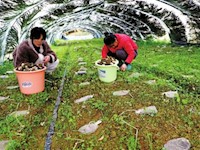 羊肚菌豐收