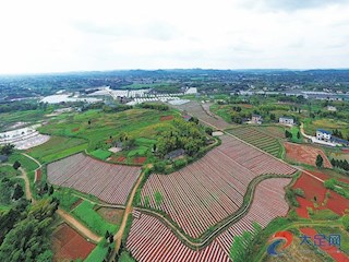 三驅(qū)建成稻油輪作6000畝