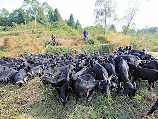 “借羊還羊”帶動養(yǎng)殖