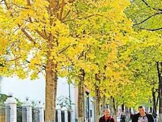 五星大道兩旁的銀杏葉逐漸變黃形成一道美麗的城市風(fēng)景線