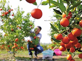 紅橘掛枝頭 田間忙采摘