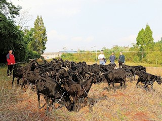 大足黑山羊帶來脫貧致富路