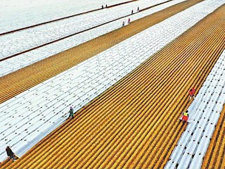 農(nóng)戶在地里播種、蓋膜