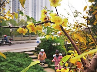 臘梅盛開(kāi)飄幽香