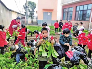 鐵山鎮(zhèn)寶山幼兒園的“五彩種植園”里迎來(lái)了豐收的季節(jié)