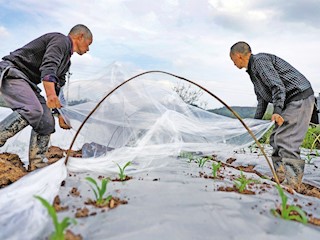 棠香街道和平村村民正在為剛播種的玉米搭棚
