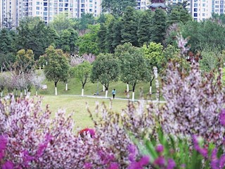 大足城區(qū)圣跡公園百花盛開(kāi)