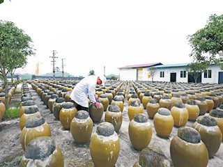 冬菜裝壇增收在望