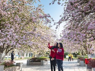 海棠綻放惹人醉　 