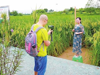 游客慕名“禾下乘涼”