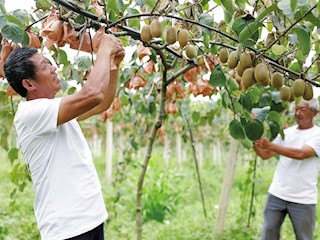 柏楊村獼猴桃壯大集體經(jīng)濟(jì)