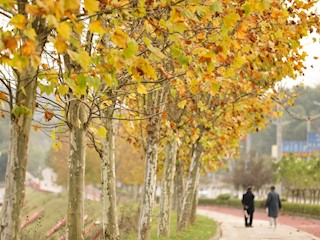 寶棠大道梧桐樹美若畫卷