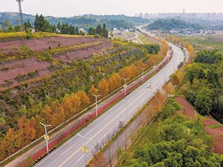 色彩斑斕的梧桐樹