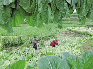村民利用初春良好天氣收割、掛曬冬菜的身影成為新春里一道風(fēng)景線