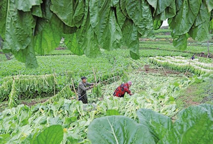村民利用初春良好天氣收割、掛曬冬菜的身影成為新春里一道風(fēng)景線