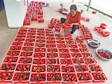 智鳳的草莓基地讓老百姓就近就業(yè)顧家增收