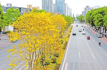 黃花風(fēng)鈴木迎來(lái)盛開(kāi)期