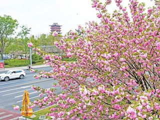 櫻花盛開(kāi) 春色醉人