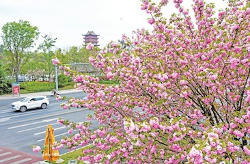 櫻花盛開(kāi) 春色醉人