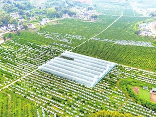 柑橘線(xiàn)上線(xiàn)下銷(xiāo)售旺