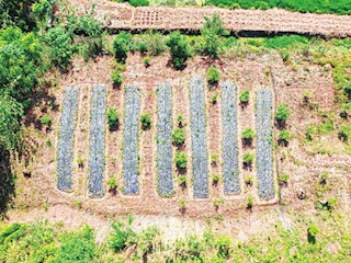 棠香街道雙豐村大力發(fā)展鄉(xiāng)村特色產(chǎn)業(yè)